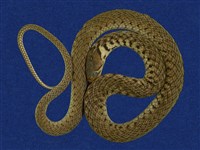 草花蛇藏品圖，第1張